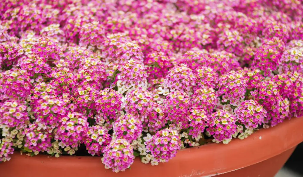 Alyssum in a red brown pot on wood table