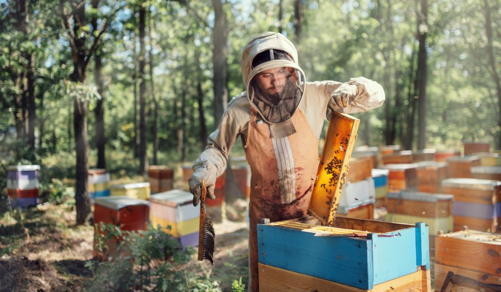 Apiary Inspector inspecting honeycomb frame at apiary at the summer day.