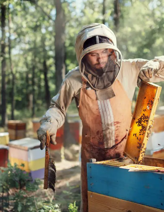 Apiary-Inspector-inspecting-honeycomb-frame-at-apiary-at-the-summer-day