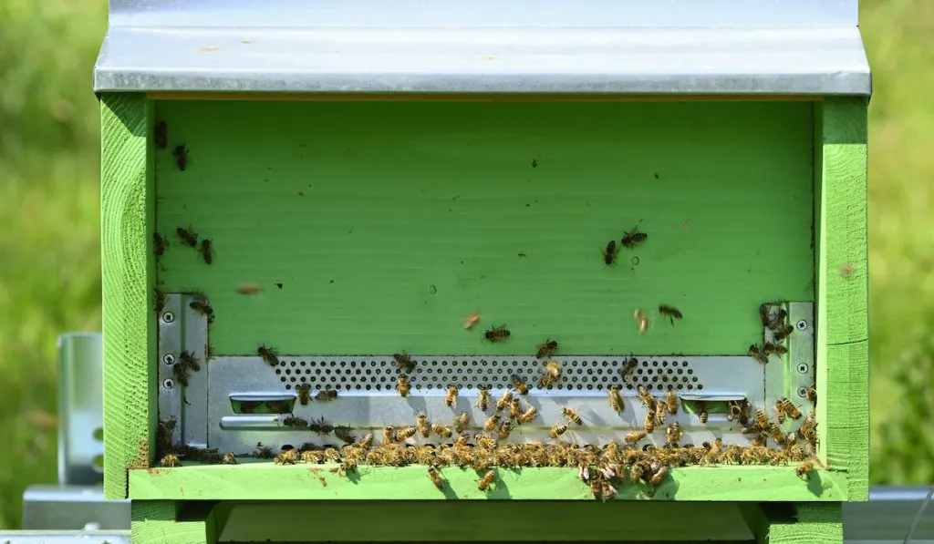 Artificial beehive crowded with bees