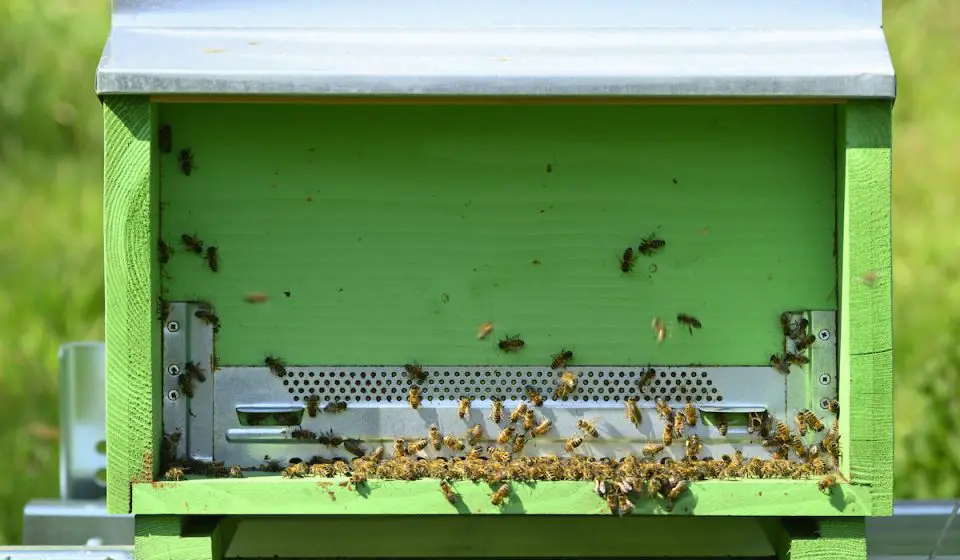 3 Ways to Get Bees to Move Into a Hive Bee Real Honey