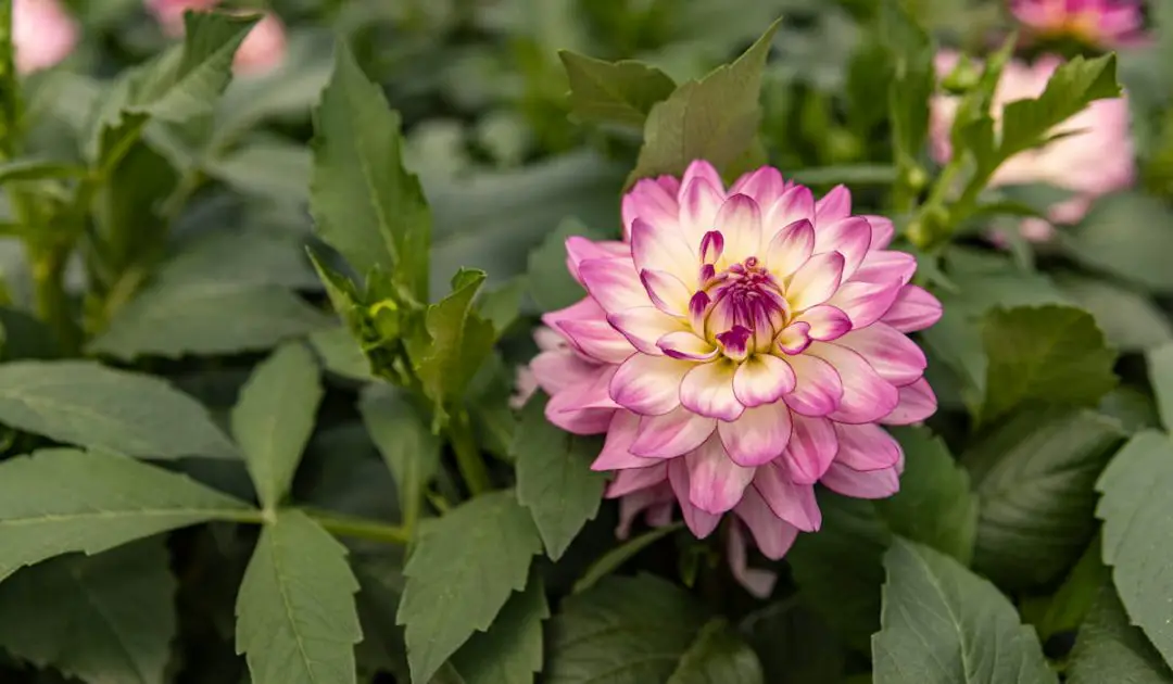 15 Best Annuals For Bees Bee Real Honey