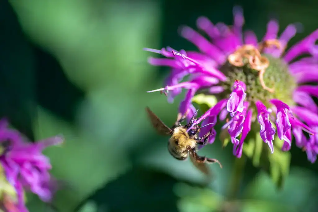 Bee landing on purple flower in garden