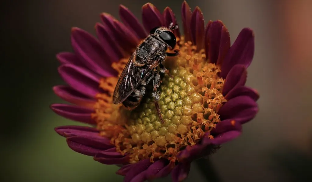 Bee on flower
