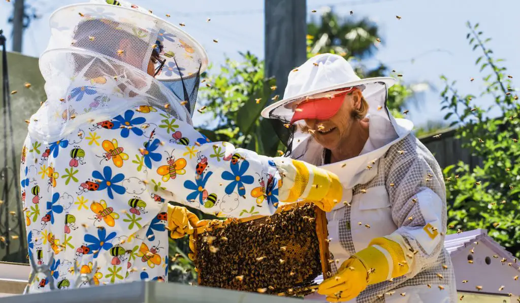 Beekeeper-controlling-beehive-and-comb-frame