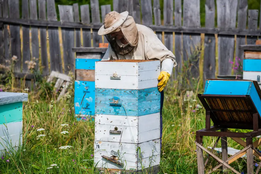 Beekeeper in protection suit inspecting his row of beehives at apiary