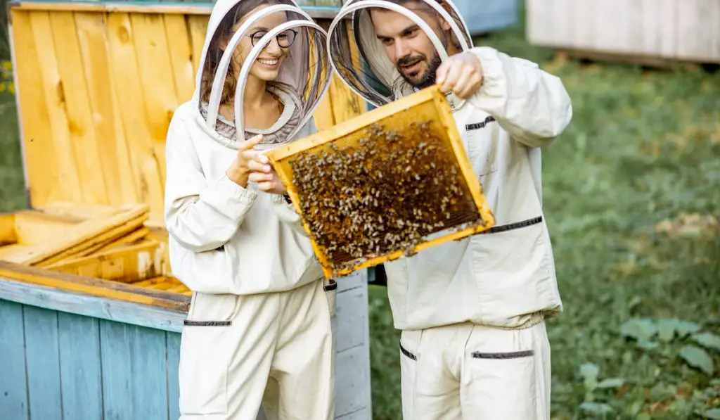 Beekeepers working on the apiary
