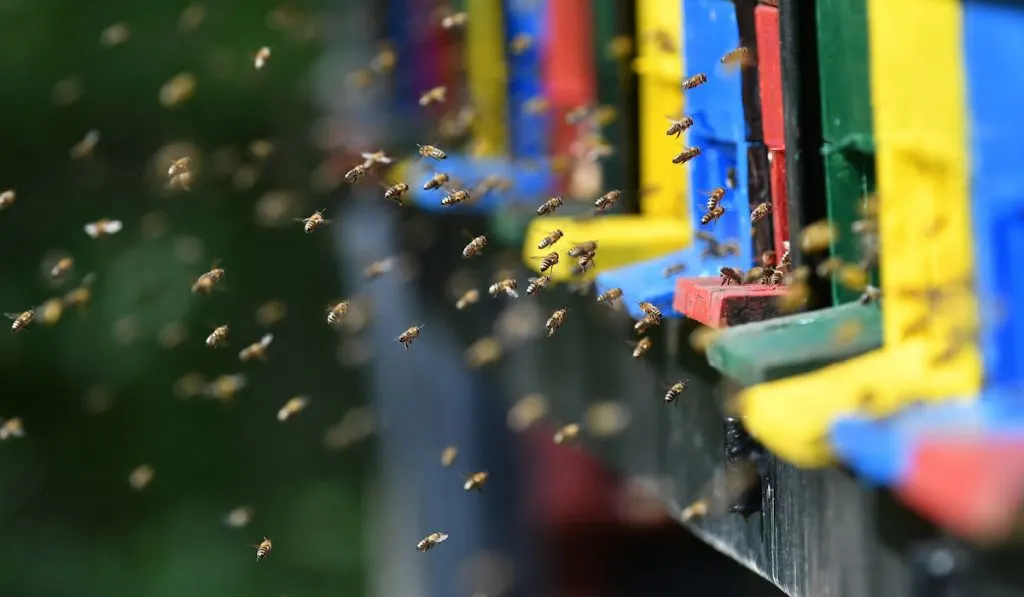 Bees flying around beehive
