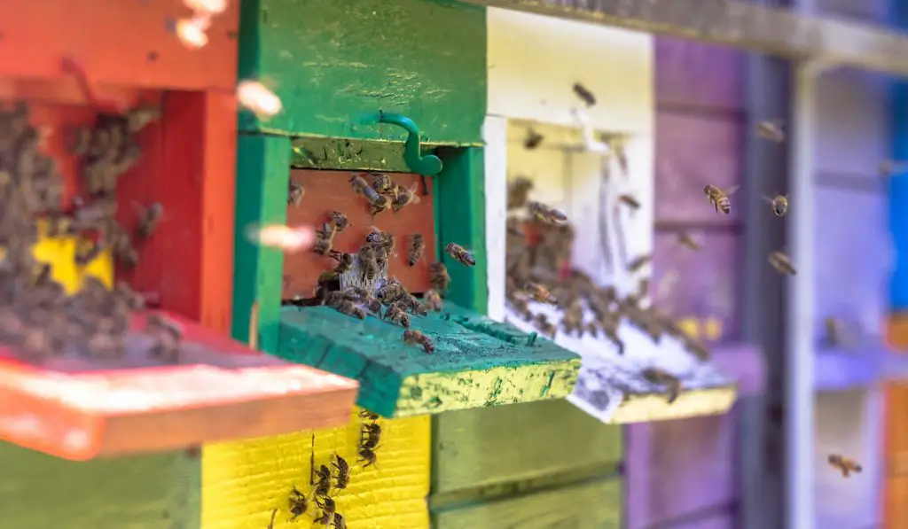 Bees flying to Colorful beehive
