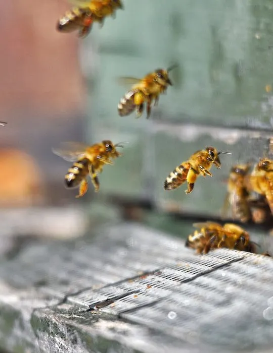 Bees-going-into-their-beehives