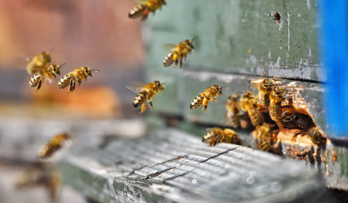 3 Ways to Get Bees to Move Into a Hive - Bee Real Honey