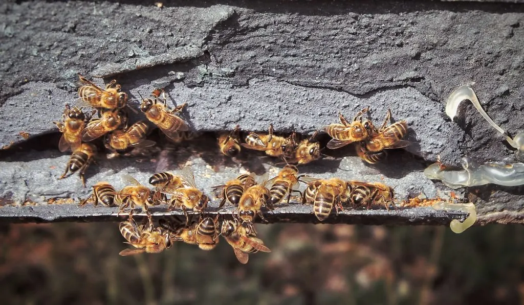 Bees leaving the hive
