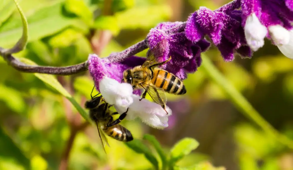Bees pollinating a Mexican sage flower