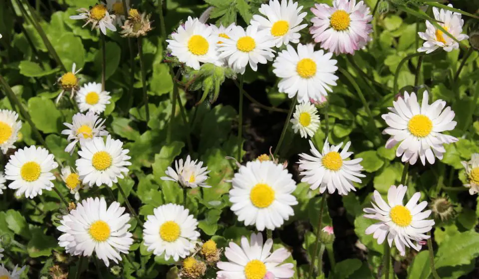 15 Best Annuals For Bees Bee Real Honey