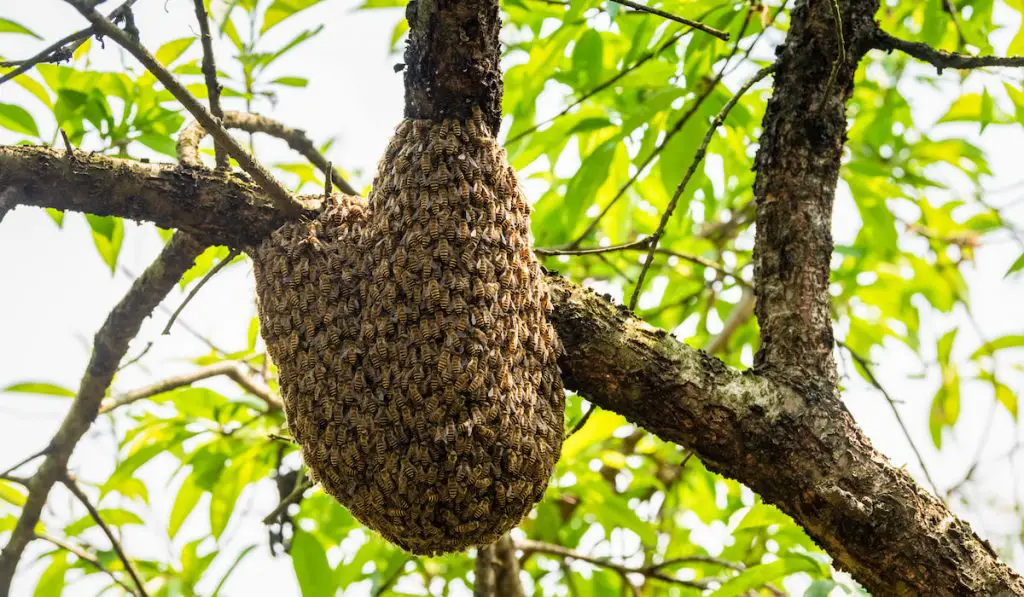 Big swarm bee on tree
