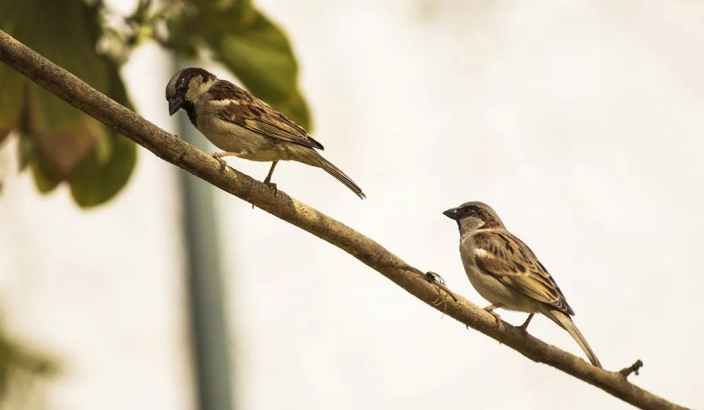 Birds on a tree branch
