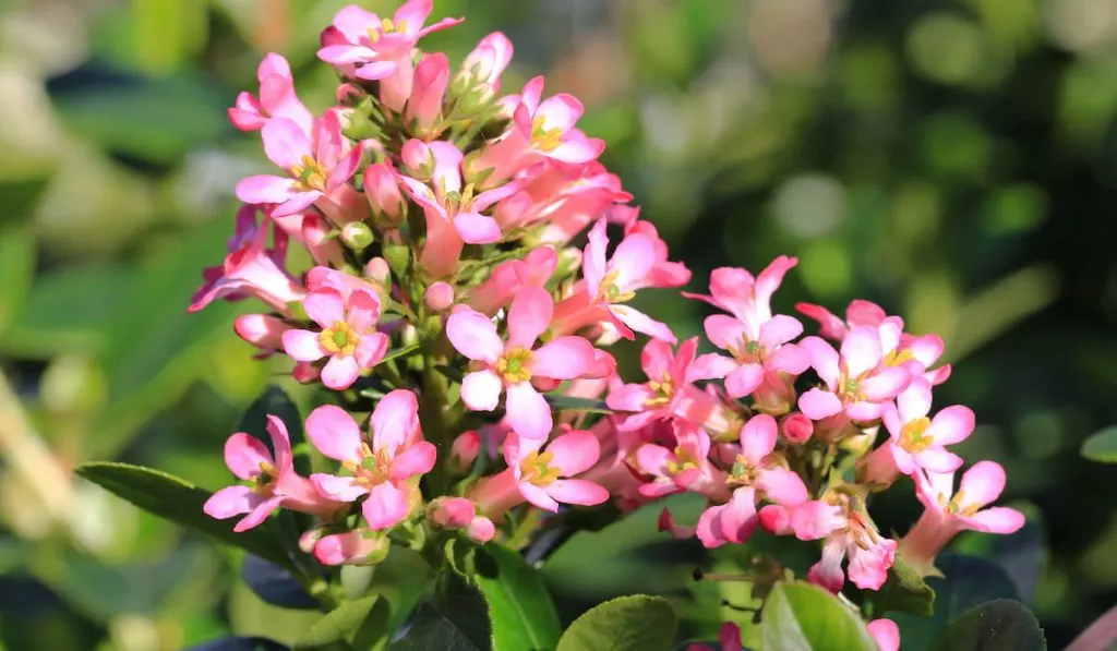 Blooming escallonia in sunny weather 