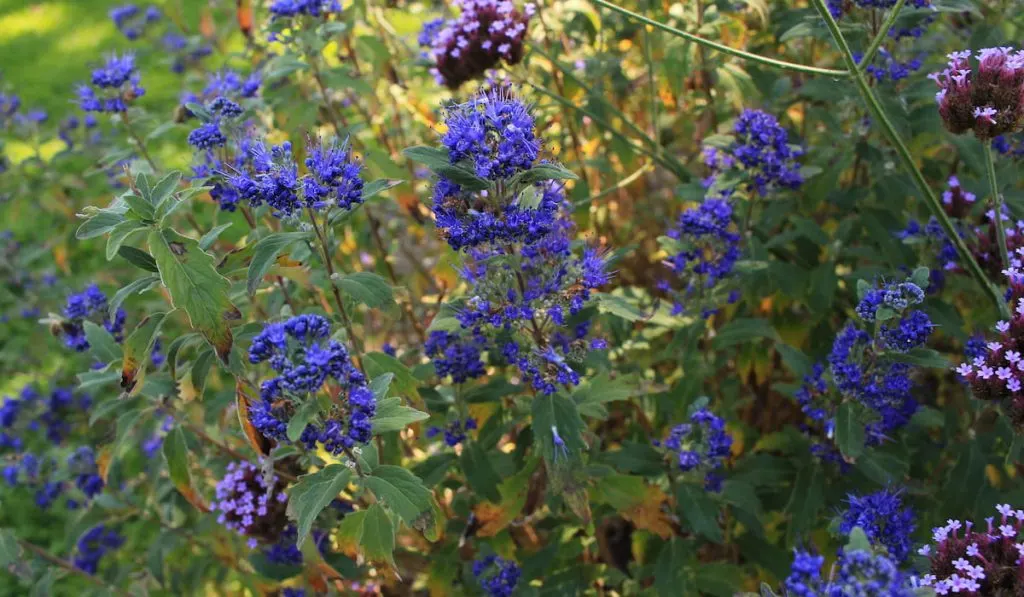 Blue Mist Shrub