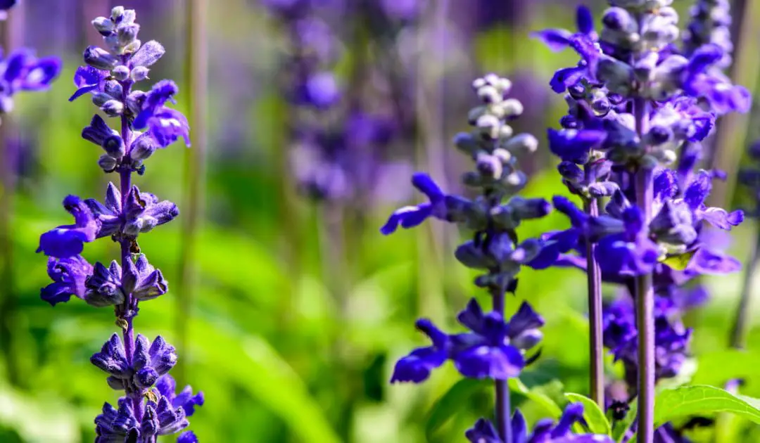 15 Best Annuals For Bees Bee Real Honey