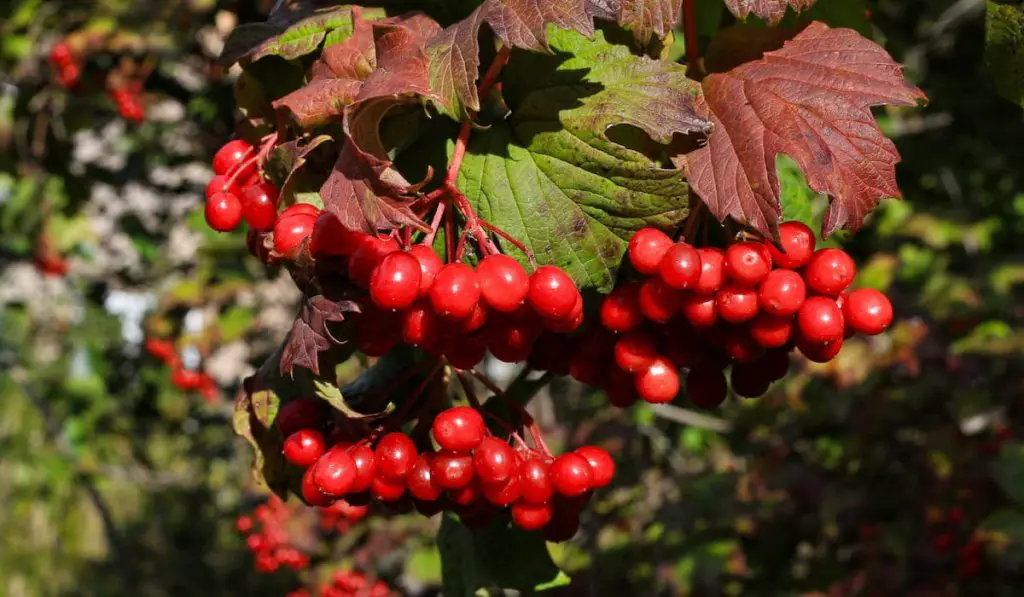 Branch of guelder rose or viburnum with ripe bright red berries