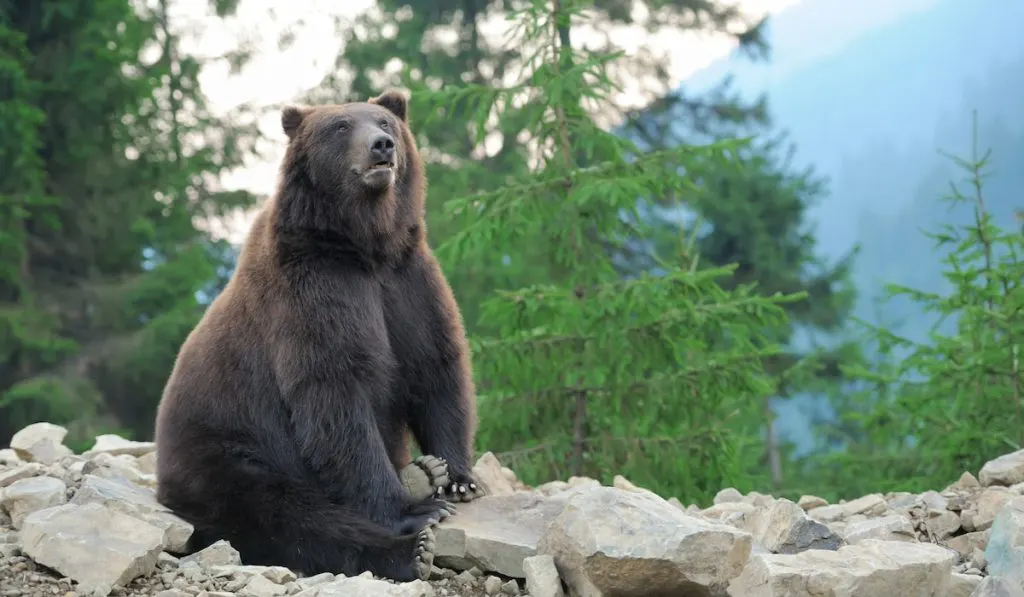 Brown bear in the forest