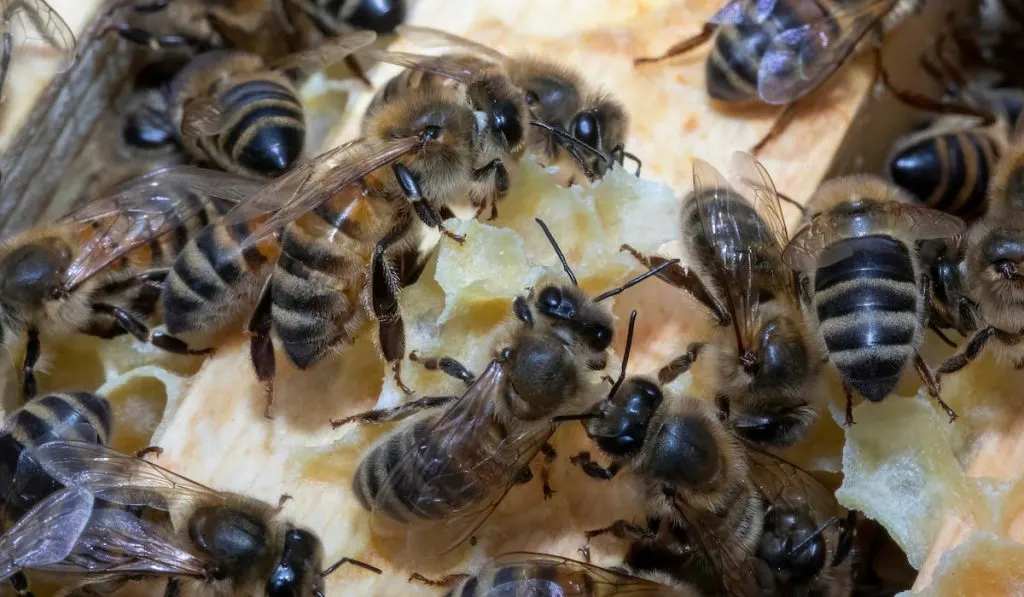 Buckfast honey bees making brace comb on to of the brood frame