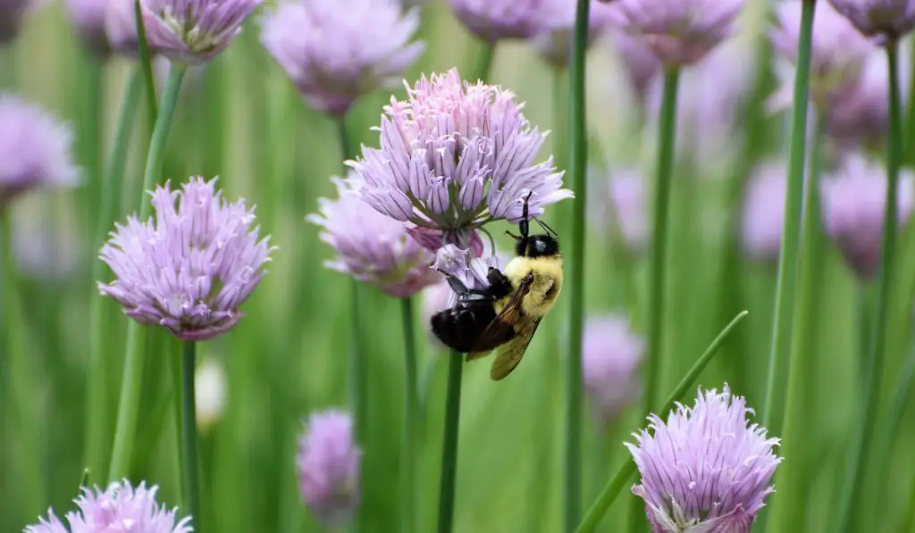 Bumblebee on chives
