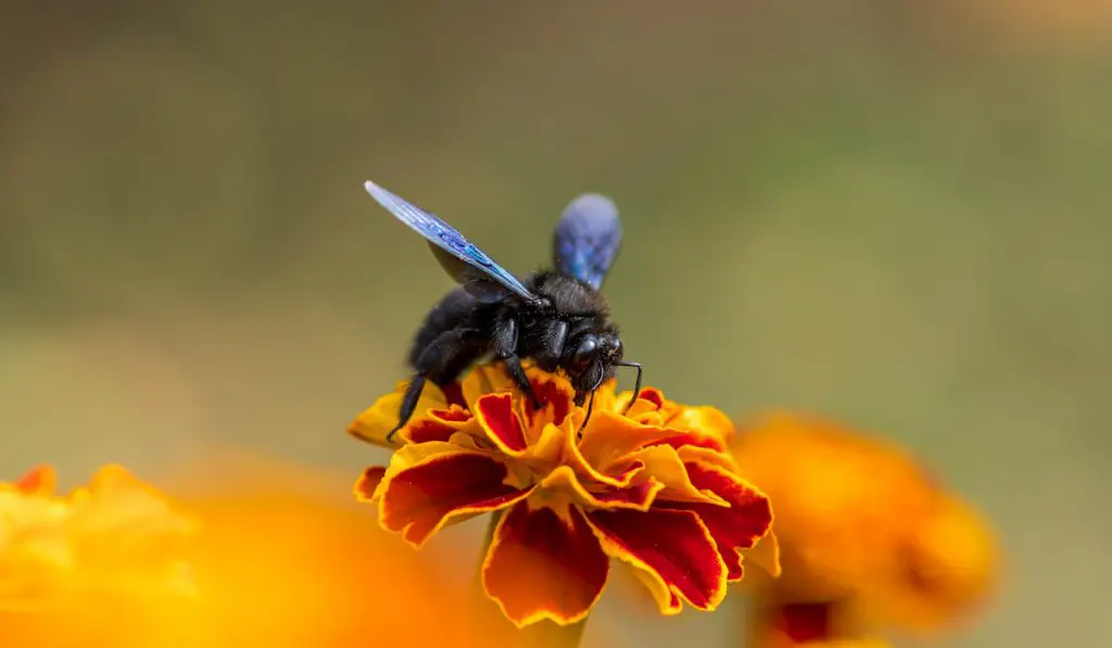 Carpenter bee on a flower on blurry background