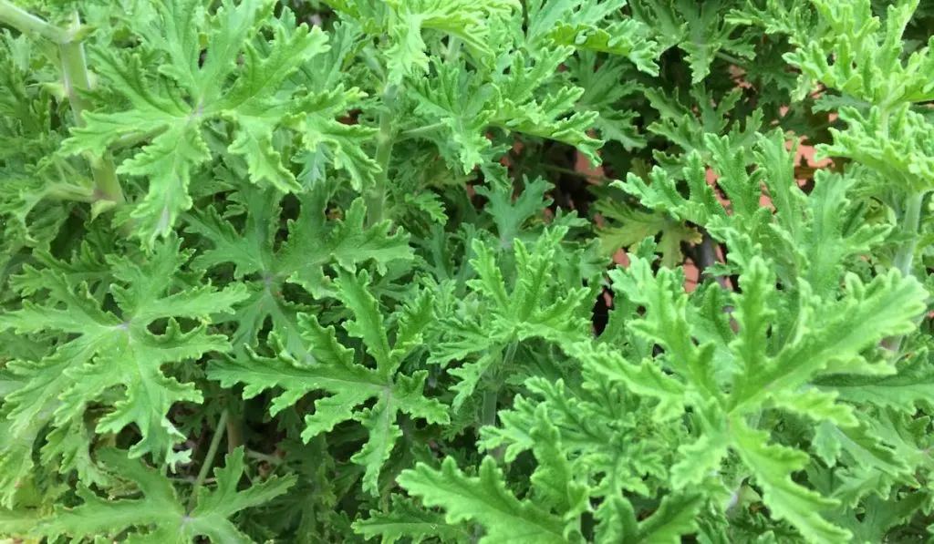 Citronella plant 