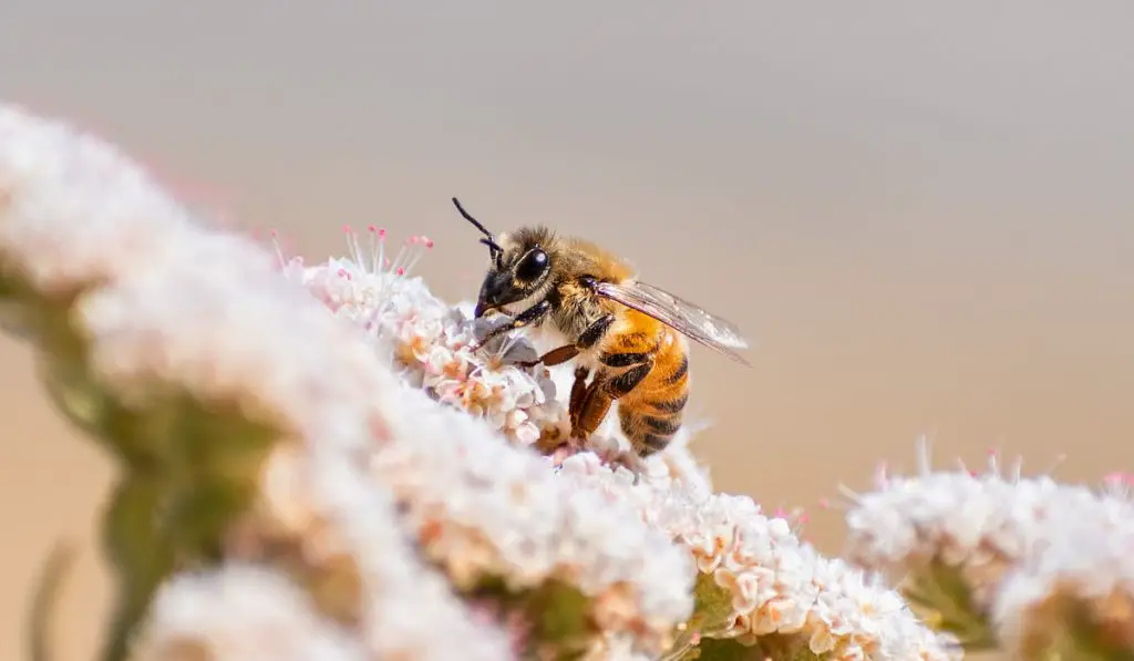 Close up of Female Honey bee