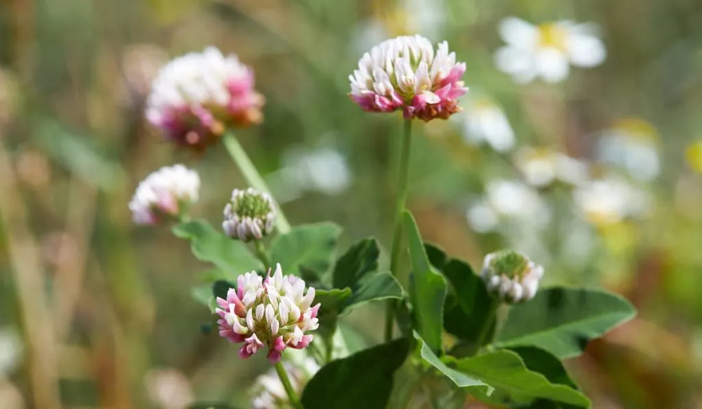 Close-up of Trifolium hybridum 