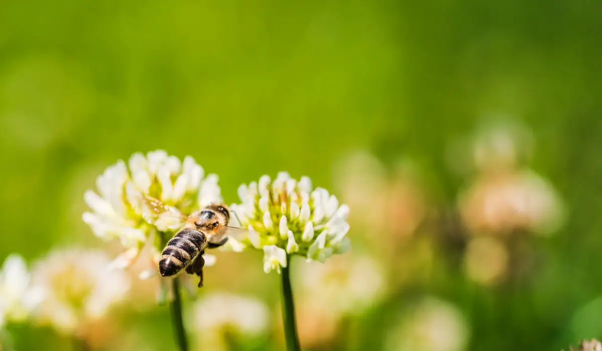 Clover vs. Wildflower Honey Bee Real Honey