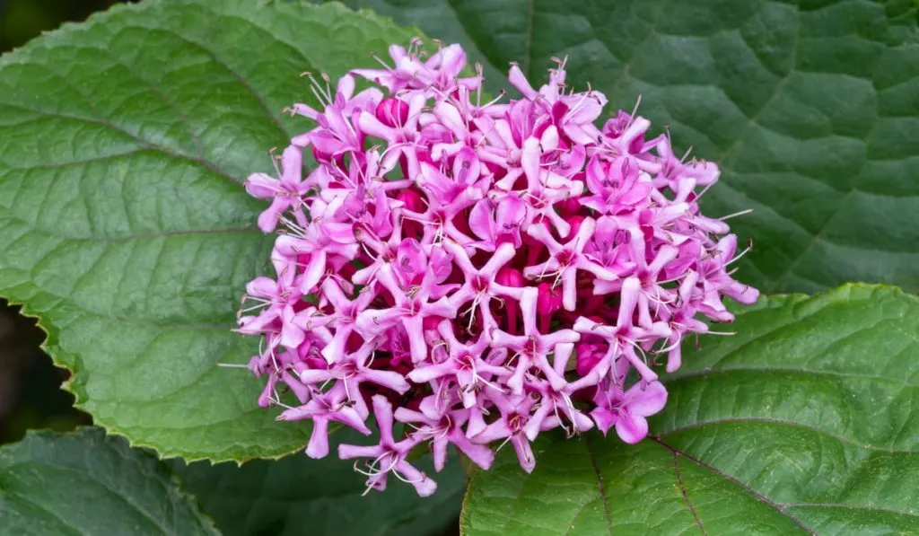 Close up of pink flowers of Glory Flower, Clerodendrum bungei, against large thick green leaves
