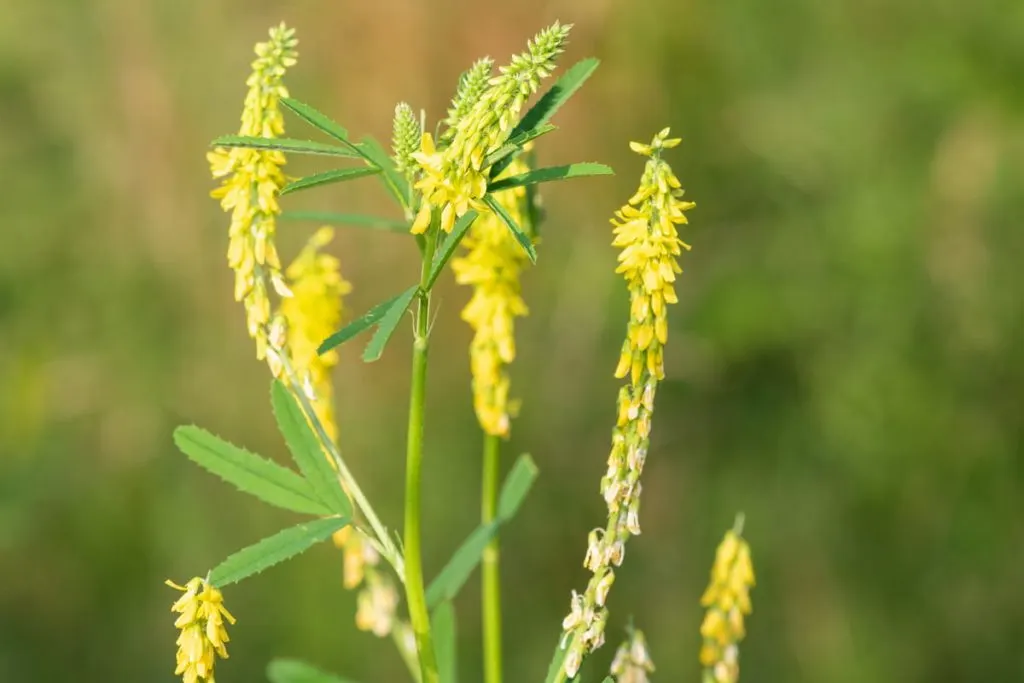 Close up of sweet yellow clover flowers in bloom