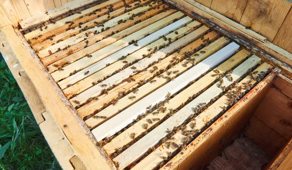 Close up shot of beehives in apiary
