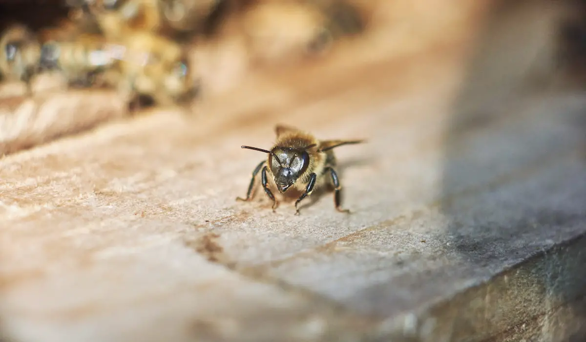 21 Fun Facts About Queen Bees Bee Real Honey