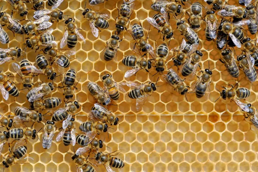 Close up view of the working bees on honeycells