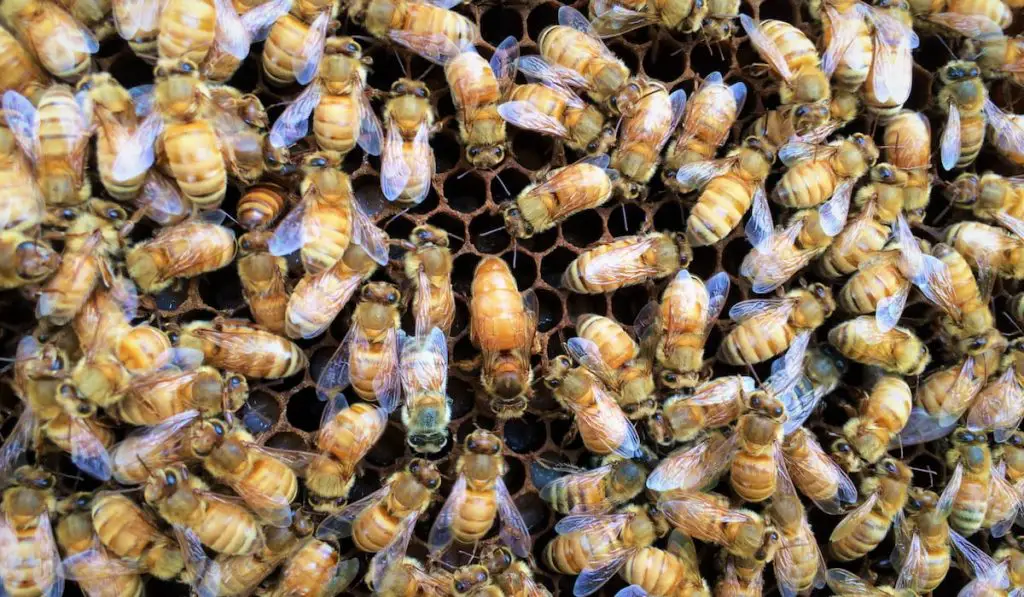 Closeup of beehive Italian Queen Bee laying eggs in center surrounded by worker bees on honey comb background 