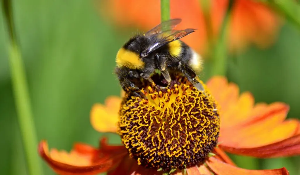 Closeup photo of a female Bumblebee on a flower