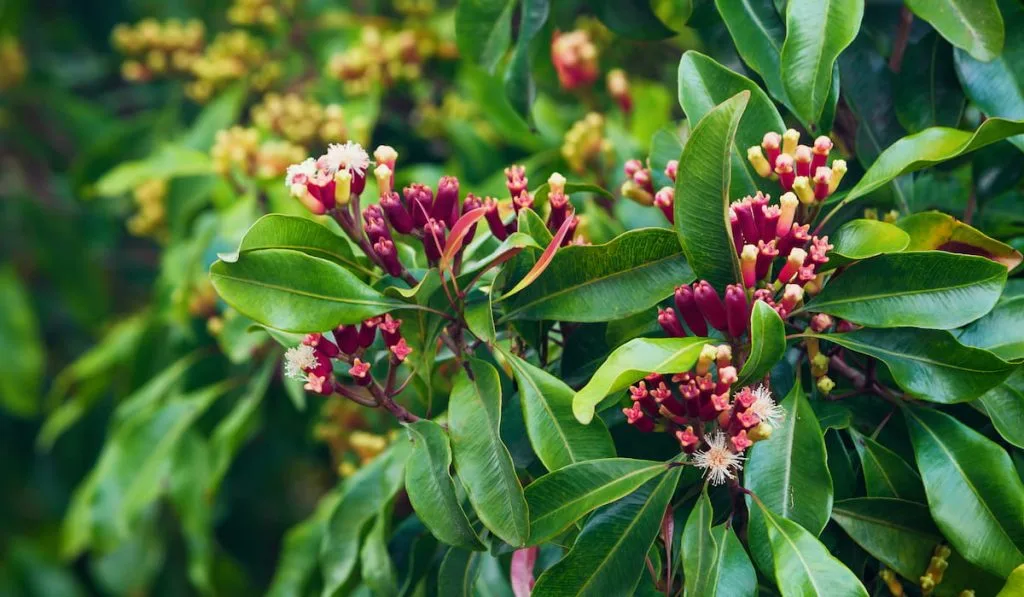 Clove tree with blooming flowers and fresh green and red raw sticks