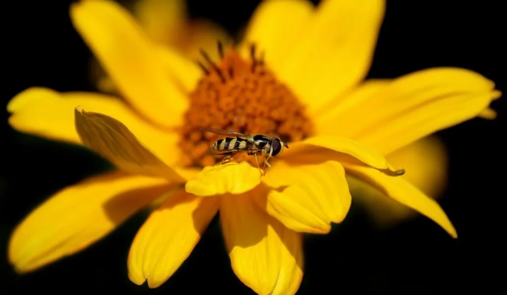 Daisy flower with a bee
