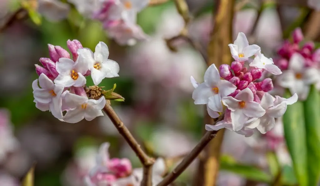 Daphne blossom 