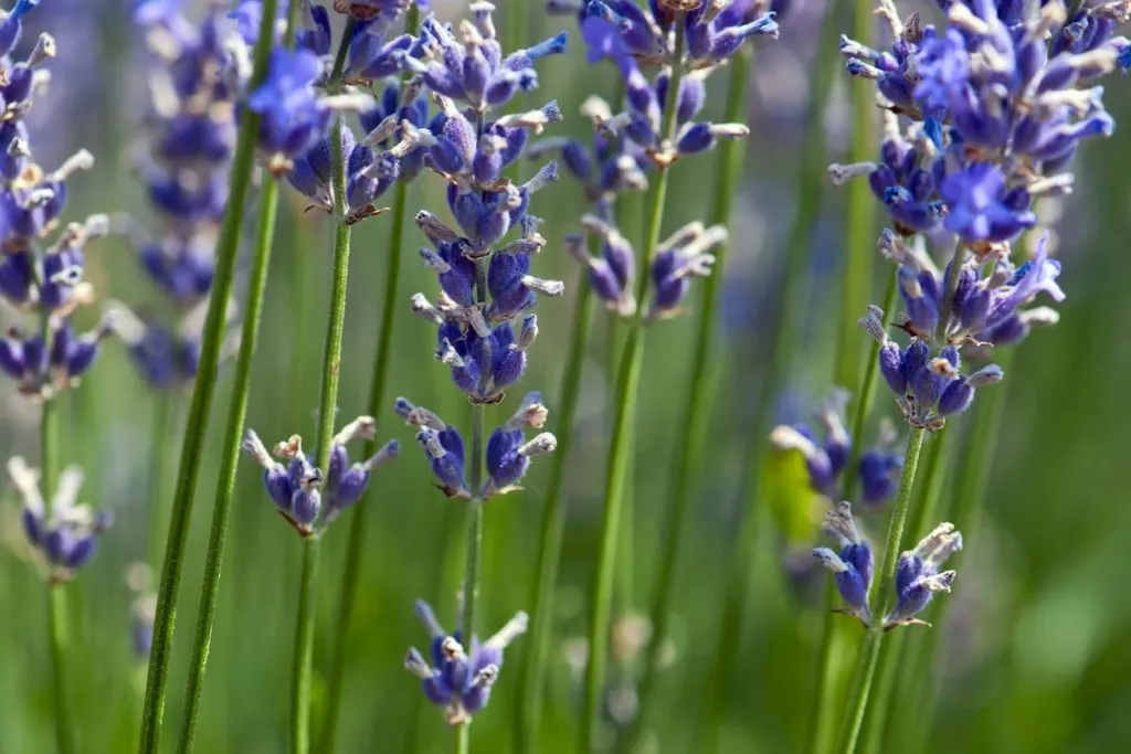 Detail of lavender flower (Lavandula x intermedia)