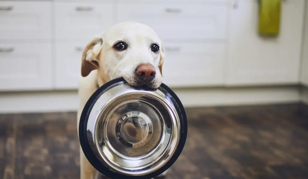 Dog waiting for feeding
