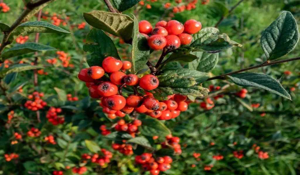 Evergreen shrub Orange cotoneaster (Cotoneaster franchetii) branches full of ripe fruits.