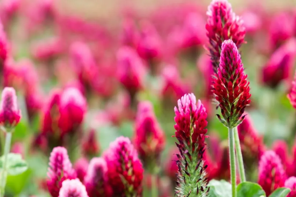 Field of flowering crimson clovers