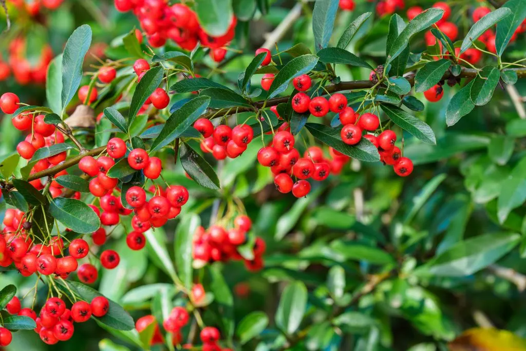 Firethorn berries 