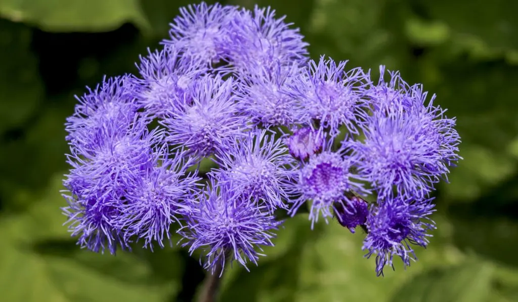 Flossflower or (Ageratum houstonianum) in garden 