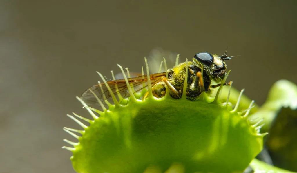 Fly is eaten by carnivorous green plant