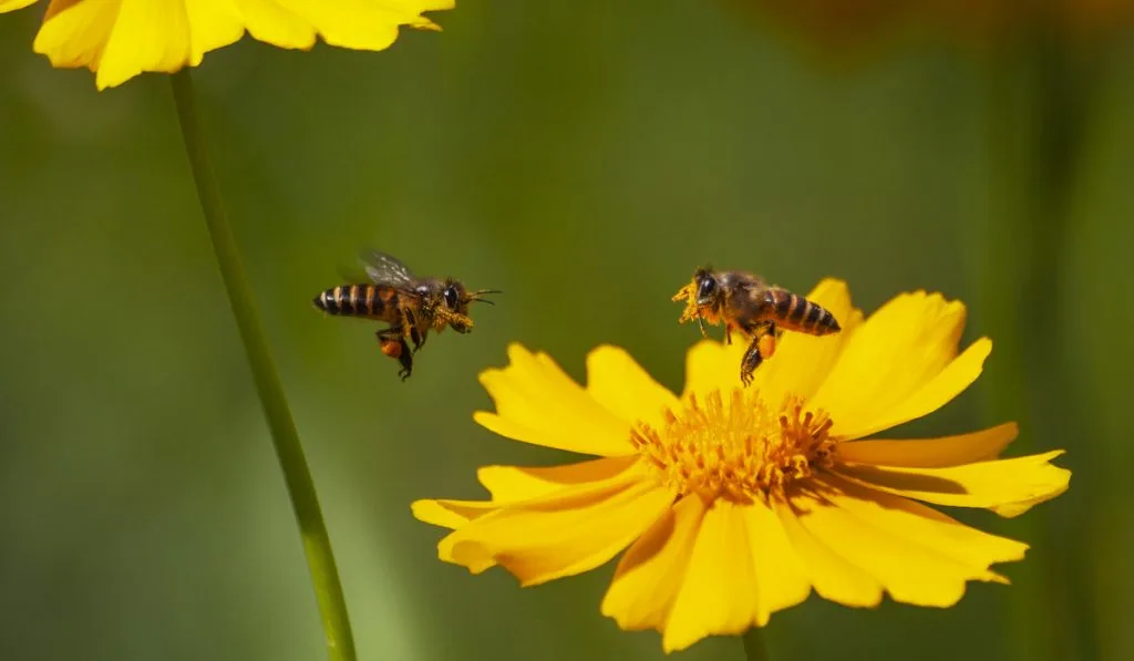 Flying-Honeybee-Pollinating-Nectar-on-yellow-flower